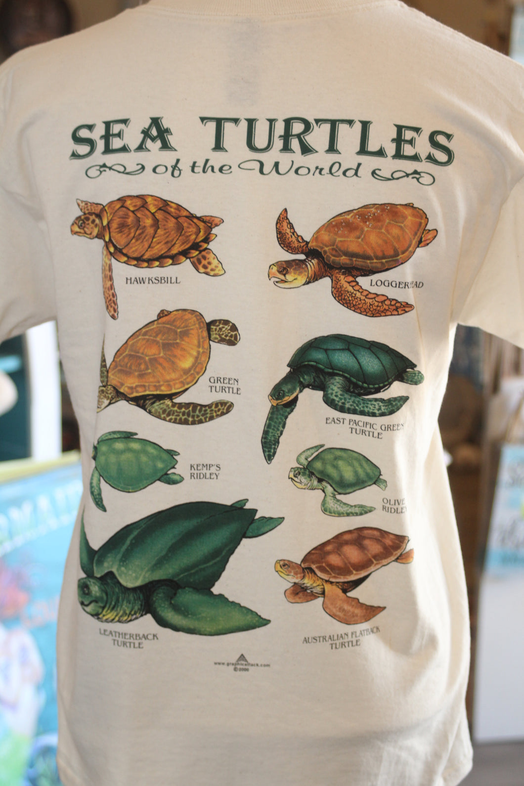 Youth Sea Turtles Of the World